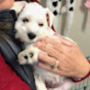 Meet your Posher, Marble